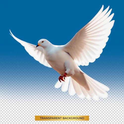 White Dove Flying On Transparent Psd File And Clipping Path Freedom Concept And International Day