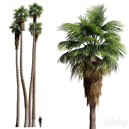 Set of California fan palm trees (Washingtonia palms)