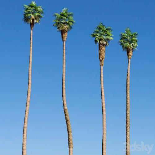 Set of California fan palm trees (Washingtonia palms)