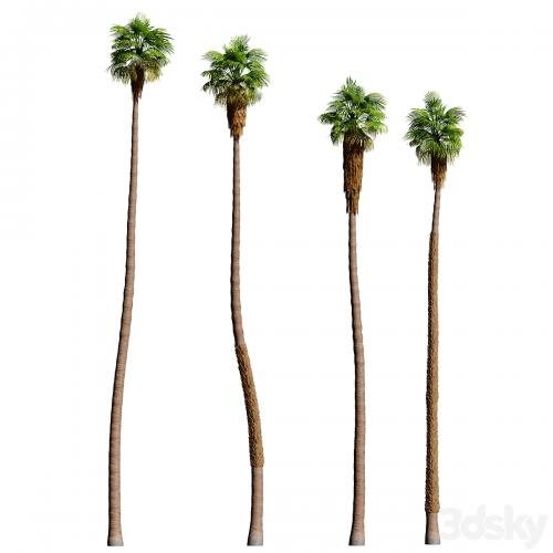 Set of California fan palm trees (Washingtonia palms)