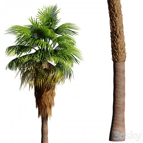 Set of California fan palm trees (Washingtonia palms)