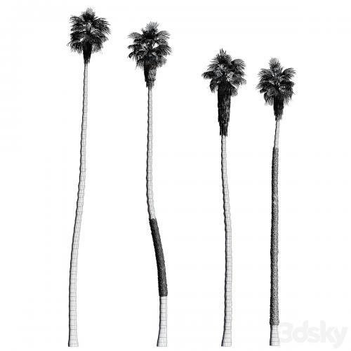 Set of California fan palm trees (Washingtonia palms)