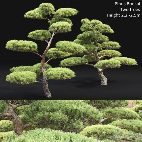 Bonsai