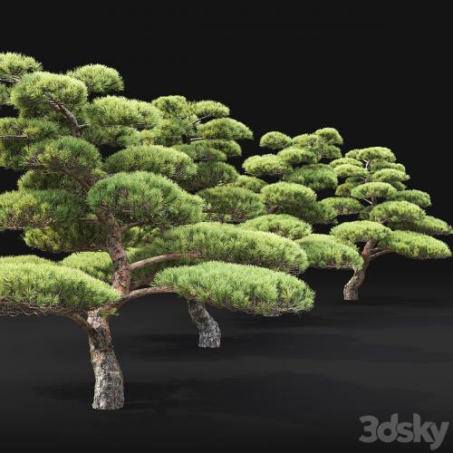 Bonsai