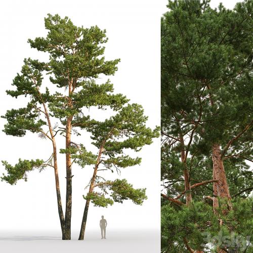 Pine