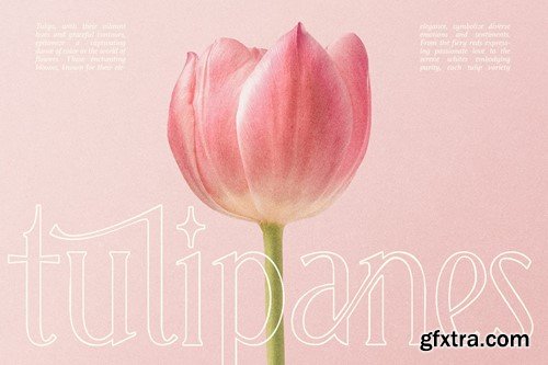 Grading - Modern Elegant Serif DRTLG2P