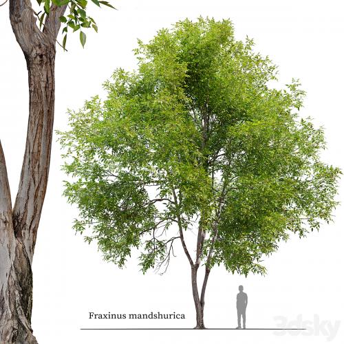 Fraxinus mandshurica