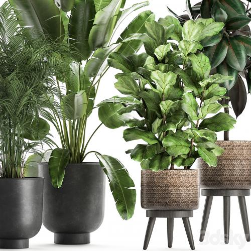 Collection of beautiful plants in black pots and baskets with palm hovea, Strelitzia, ficus, tree, Elastic, Abidjan. Set 860.