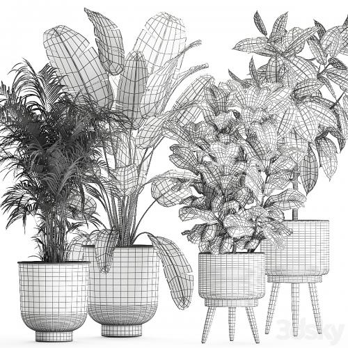 Collection of beautiful plants in black pots and baskets with palm hovea, Strelitzia, ficus, tree, Elastic, Abidjan. Set 860.