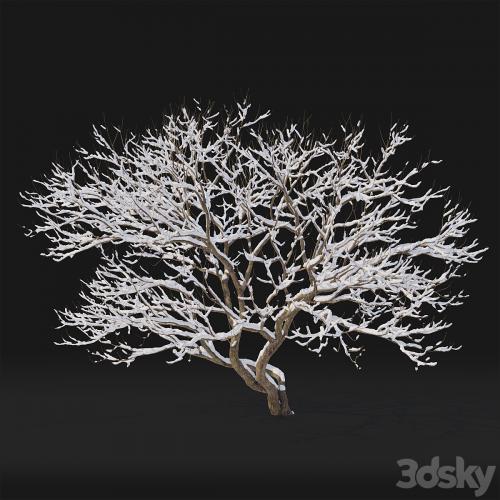 Syringa Vulgaris Winter tree