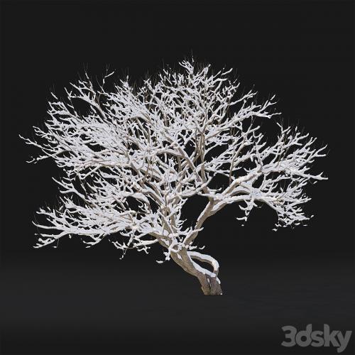 Syringa Vulgaris Winter tree