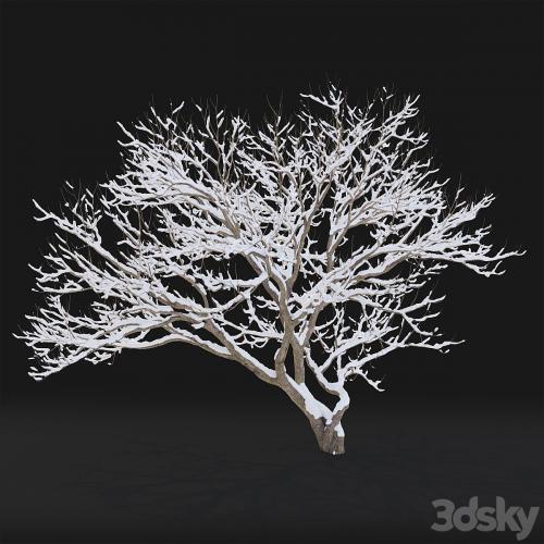 Syringa Vulgaris Winter tree