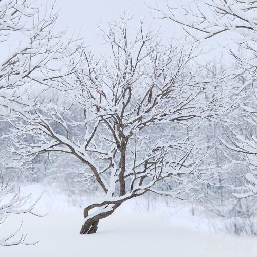 Syringa Vulgaris Winter tree