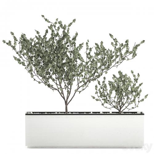 Collection of plants in outdoor white potted flower beds with tree, grass, Sansevieria. Set 585.