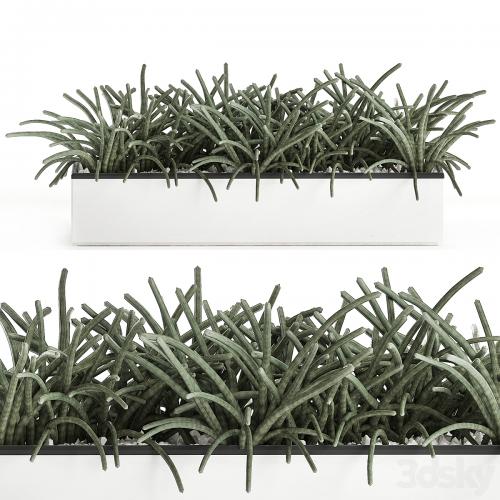 Collection of plants in outdoor white potted flower beds with tree, grass, Sansevieria. Set 585.