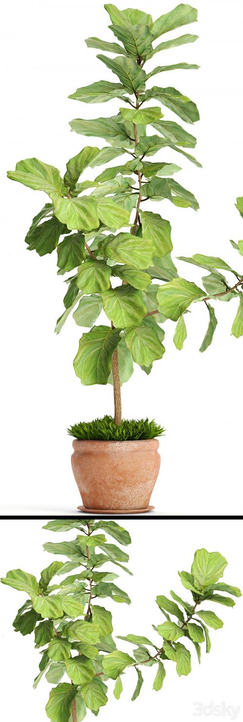 Ficus lyrata. Collection. 3. decorative, clay pot, clinker, flowerpot, bush, flower, Ficus lyrata