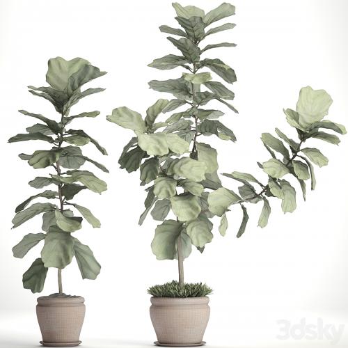 Ficus lyrata. Collection. 3. decorative, clay pot, clinker, flowerpot, bush, flower, Ficus lyrata