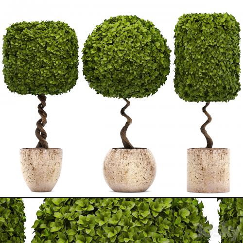 Collection of plants. garden trees, landscaping, flowerpot, pot, boxwood topiary, topiary