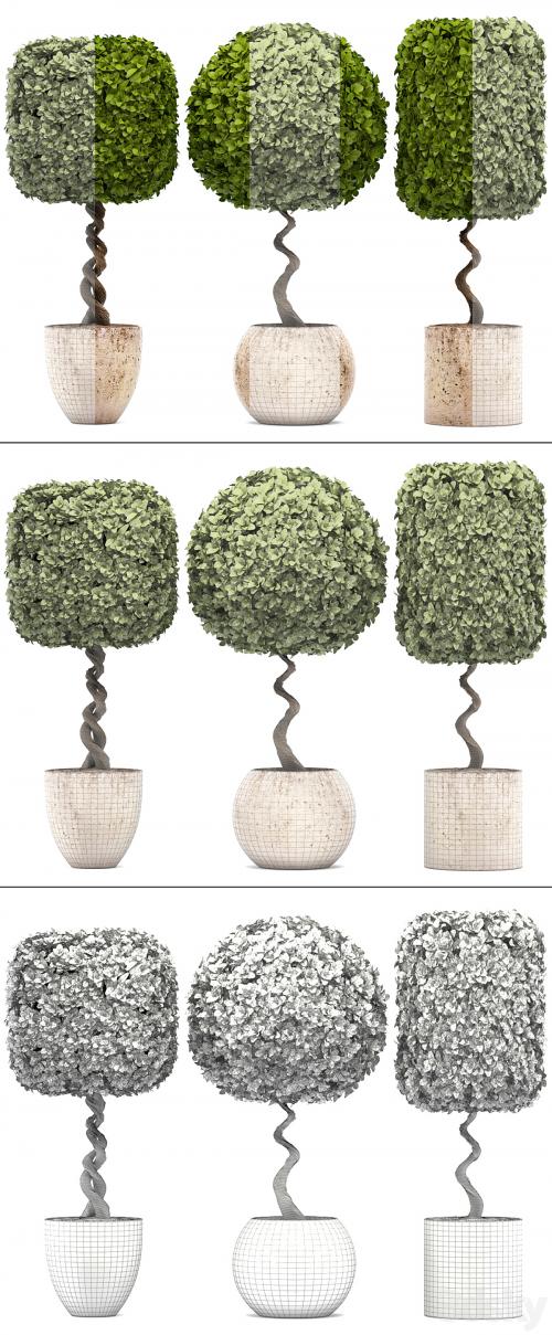 Collection of plants. garden trees, landscaping, flowerpot, pot, boxwood topiary, topiary