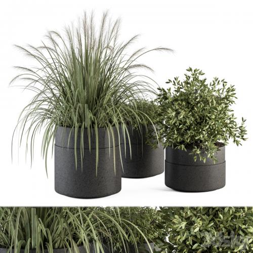 indoor Plant Set 250 - Plants Set in Pot