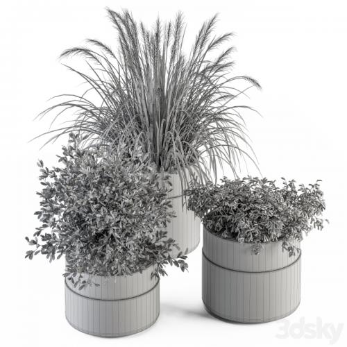 indoor Plant Set 250 - Plants Set in Pot