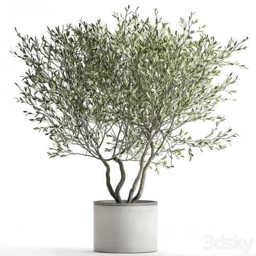 Decorative tree small Olive topiary in a white pot and flowerpot. 970.