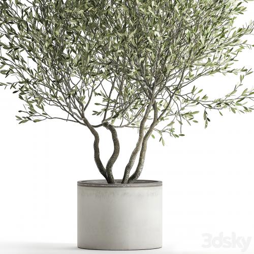 Decorative tree small Olive topiary in a white pot and flowerpot. 970.