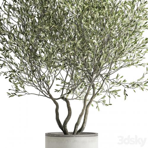 Decorative tree small Olive topiary in a white pot and flowerpot. 970.