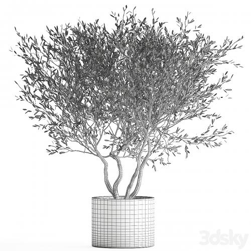 Decorative tree small Olive topiary in a white pot and flowerpot. 970.