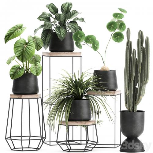 A collection of small plants on stands in black pots with Stefania Erecta, cactus, Philodendron. Set 899.