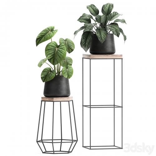 A collection of small plants on stands in black pots with Stefania Erecta, cactus, Philodendron. Set 899.