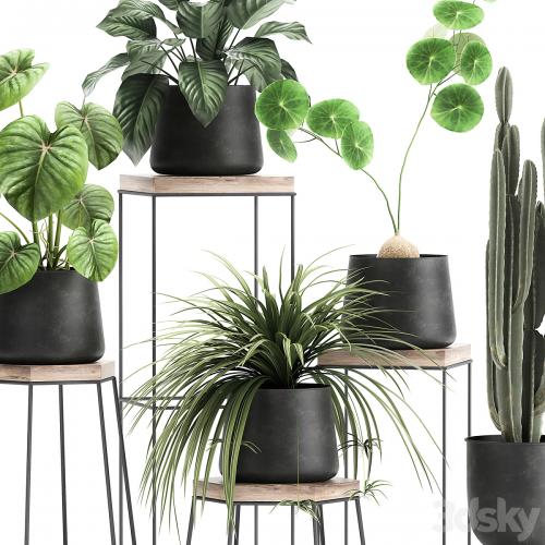 A collection of small plants on stands in black pots with Stefania Erecta, cactus, Philodendron. Set 899.