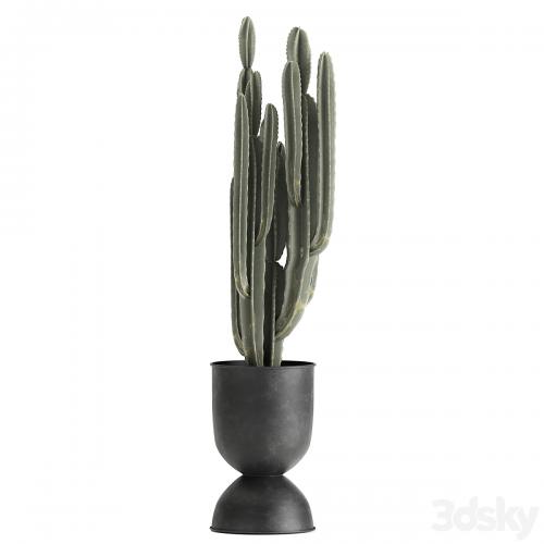 A collection of small plants on stands in black pots with Stefania Erecta, cactus, Philodendron. Set 899.