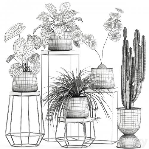 A collection of small plants on stands in black pots with Stefania Erecta, cactus, Philodendron. Set 899.