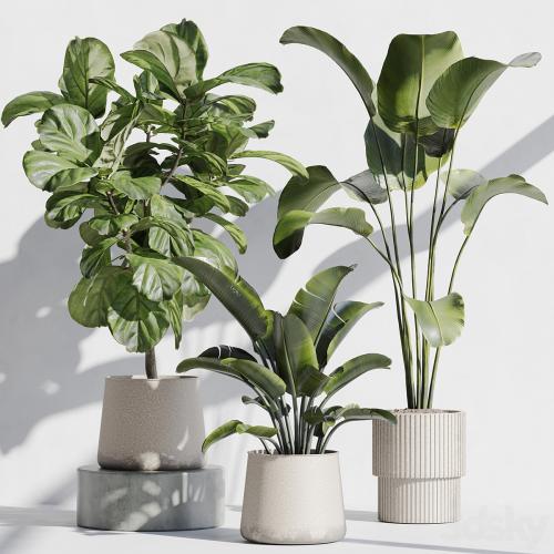 indoor plant set 67