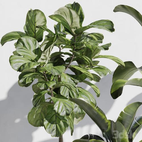 indoor plant set 67