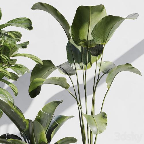 indoor plant set 67