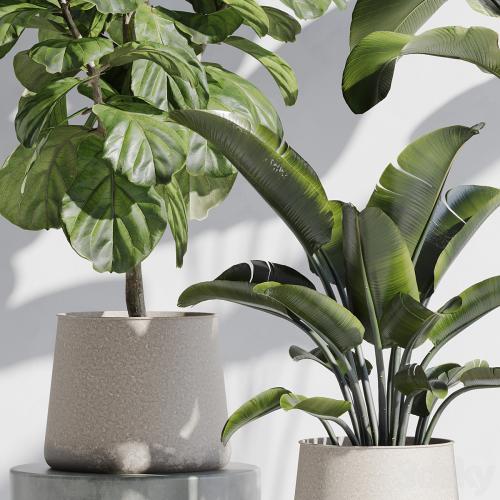 indoor plant set 67