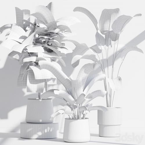 indoor plant set 67