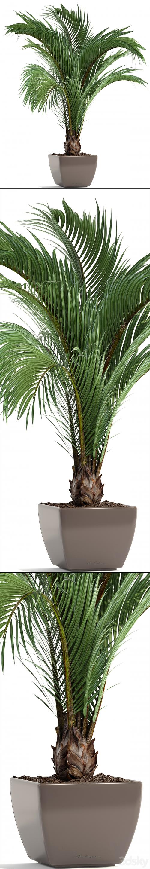 Hedyscepe canterburyana, Areca palm tree, decorative, interior, indoor, pot, flowerpot, flower, decor