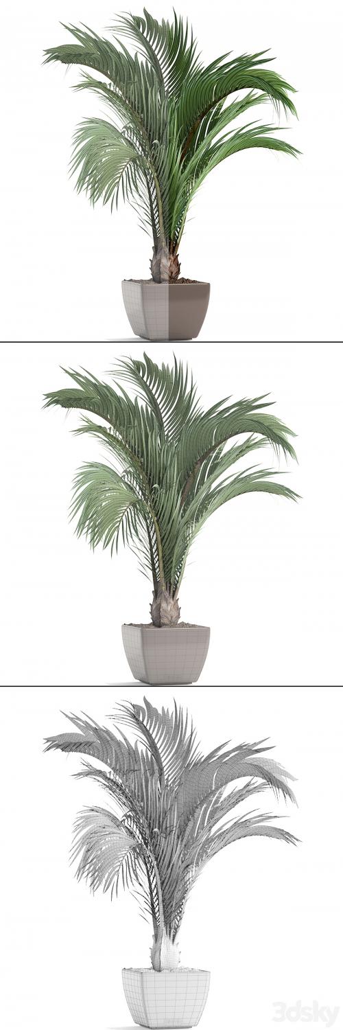 Hedyscepe canterburyana, Areca palm tree, decorative, interior, indoor, pot, flowerpot, flower, decor