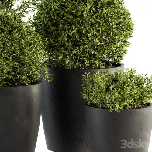 Outdoor Plant Set 209 - Plant and Tree in Pot