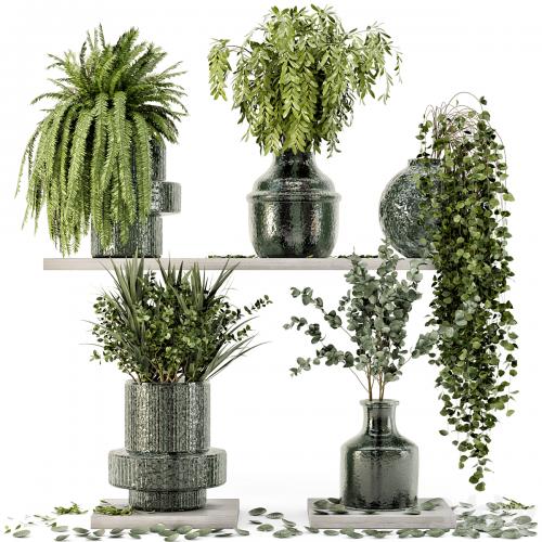 Collection Indoor Plants in Glass Pots - Set 695