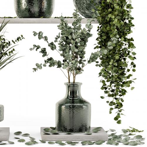 Collection Indoor Plants in Glass Pots - Set 695