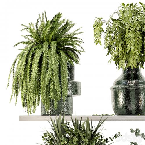 Collection Indoor Plants in Glass Pots - Set 695