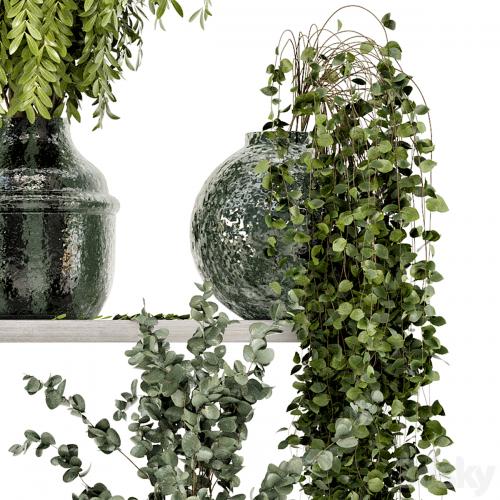 Collection Indoor Plants in Glass Pots - Set 695