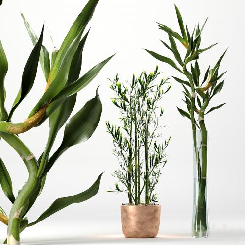 Bamboo Indoor Plant Set