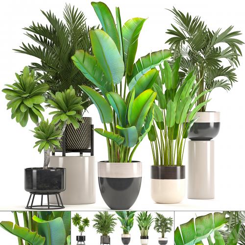 Collection of plants. strelitzia, hovea, palm tree, bush, banana, indoor plants, strelitzia, interior, indoor, decorative