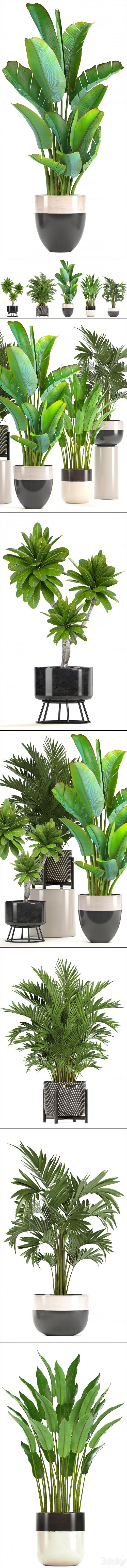 Collection of plants. strelitzia, hovea, palm tree, bush, banana, indoor plants, strelitzia, interior, indoor, decorative