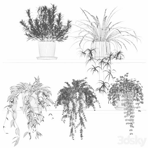 Plants in pots on a shelf